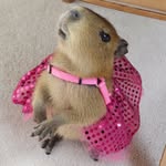 sweetiecapy profile picture