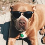 sweetpotatohippo profile picture