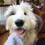 sweetsally_thesheepdog profile picture
