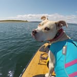 swellthepitbullicorn profile picture
