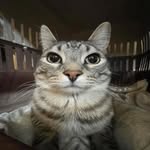 sybau__tspmo profile picture