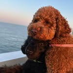 szarlotka_krecik profile picture