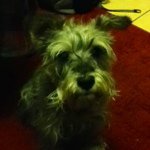 t4v0 profile picture