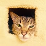 tabbysplacephotos profile picture