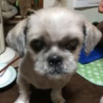 tachanchaming profile picture