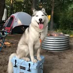 taco.husky profile picture
