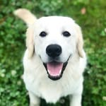 tacothepolarpup profile picture