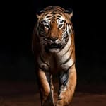 tadobalegacies profile picture