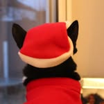 tae_thecat profile picture
