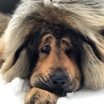 tahoetibetanmastiff profile picture