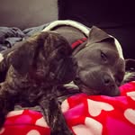 tail.of.two.bullies profile picture