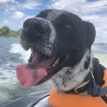 tailsofcharlie.and.jasper profile picture