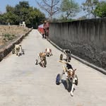 tailsofcompassion profile picture