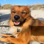 taino_the_rescue profile picture