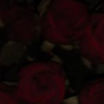 takwa_belhadj_05 profile picture