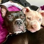 tales.of.the.paw profile picture