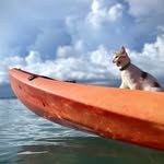 tallawah_cat profile picture