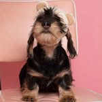 tallulah.trufflet profile picture