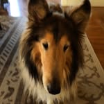 tallulahthecollie profile picture