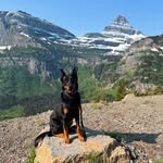 talon.the.beauceron profile picture