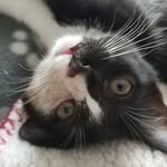tamaritraun profile picture