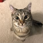 tangominibobcatandecho profile picture