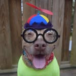 tangomunch_pitbull profile picture