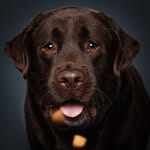 tango_thelab profile picture