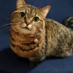 tant1335 profile picture