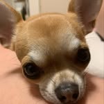 tanyetatsuya profile picture