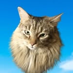 tashi.kitty profile picture