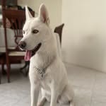 tash_lahusky profile picture