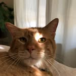 taterpetethekitty profile picture