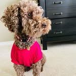 tatethepoodle profile picture
