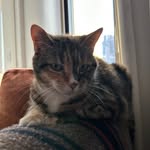 tavonyc profile picture
