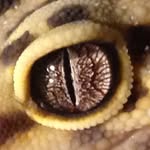 taylor.reptiles profile picture