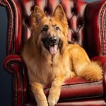 teddy.bear.gsd profile picture
