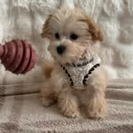 teddy0914_maltipoo profile picture