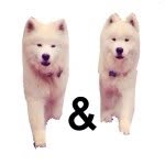 teddyandbear_ profile picture