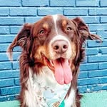 teddytheausshole profile picture