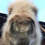 teddytheshetland profile picture