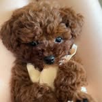 teddy_udon.q profile picture
