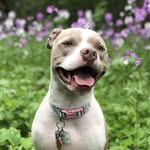 teenybellinitheprettypittie profile picture