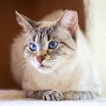 teeny_taro profile picture