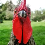 temarabrown profile picture