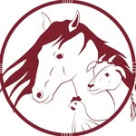 tenerifeanimalsanctuary profile picture