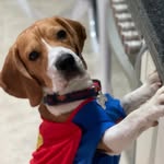 teo_super_beagle profile picture