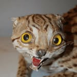 terrible.taxidermy profile picture