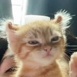 tevacvlt profile picture