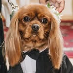 tevyecavalier profile picture